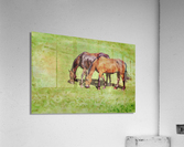 Digital water color of two brown horses Acrylic Print