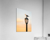 Seagull on a cast iron street lamp at dusk Acrylic Print