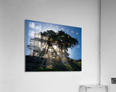 Sunbeams from large pine or fir trees  Acrylic Print