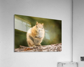 Cute Chipmunk well fed on nuts and seeds Acrylic Print