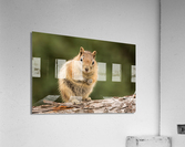 Cute Chipmunk well fed on nuts and seeds Impression acrylique