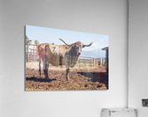 Old Longhorn bull in paddock Impression acrylique