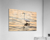Great white egret in the sea off Tampa in Gulf Acrylic Print
