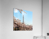 Washington Monument towers above blossoms Acrylic Print