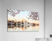 Wide Vista of Beautiful early cherry blossoms Jefferson Memorial Impression acrylique