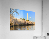 Washington Monument towers above blossoms Acrylic Print