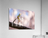 Close up of Cherry Blossom flowers Acrylic Print