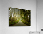 Dark Hedges road through old trees Impression acrylique