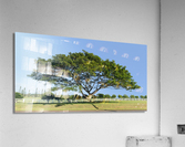 Large acacia or koa tree Kauai Acrylic Print