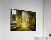 Dark Hedges road through old trees in digital oil Acrylic Print