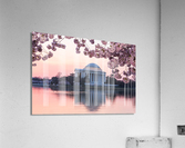 Pink colors of Cherry Blossom and Jefferson Memorial at sunrise Acrylic Print