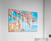 Detail macro photo of japanese cherry blossom flowers Acrylic Print