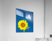 Single sunflower blossom against blue sky Acrylic Print