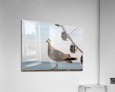 Seagull on promenade in Brighton Acrylic Print