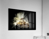 Macro photo of swamp milkweed seed pod Acrylic Print