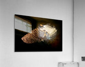 Macro photo of swamp milkweed seed pod Acrylic Print