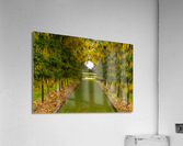 Laburnum Arch in full bloom over grass path Acrylic Print