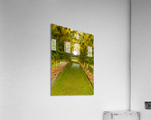 Laburnum Arch in full bloom over grass path Acrylic Print