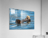 Sea Otter floating in Resurrection Bay near Seward Acrylic Print
