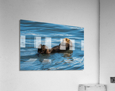 Sea Otter floating in Resurrection Bay near Seward Acrylic Print