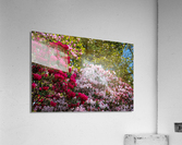 Azaleas and Rhododendron trees surround pathway in spring Acrylic Print