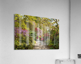 Path leads to Azaleas and Rhododendron trees in spring Acrylic Print