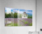 Lavender plants in blossom in early July with gazebo Acrylic Print