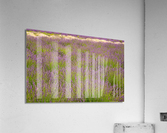 Lavender plants in blossom in early July in detail Acrylic Print