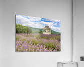Lavender plants in blossom in early July with building Acrylic Print