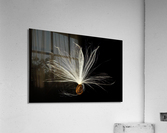 Macro photo of swamp milkweed seed pod Impression acrylique