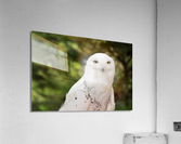 Close up of Snowy Owl against green rainforest in summer Acrylic Print