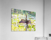 Anhinga bird drying its feathers in Everglades Acrylic Print