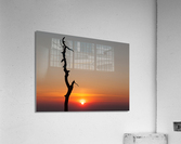 Gnarled tree on Skyline drive in Virginia Acrylic Print