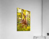 White tailed deer feeds at Big Meadow Acrylic Print