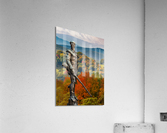 Mountaineer statue from WVU with fall leaves in West Virginia Acrylic Print