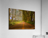 Painting of Tree Tunnel on Kauai Acrylic Print