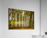 Famous Tree Tunnel of Eucalyptus trees Acrylic Print