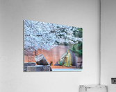 Cherry blossoms and Washington FDR monument Acrylic Print