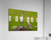 Pair of nene geese Acrylic Print