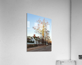 Old houses in Colonial Williamsburg Acrylic Print