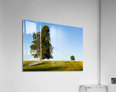 Large tree dominates small tree on hillside Acrylic Print