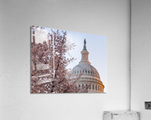 Cherry blossoms by the Capitol dome at dawn Acrylic Print