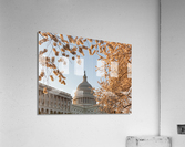 Cherry blossoms framing the Capitol Acrylic Print