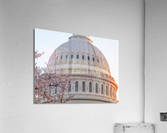 Cherry blossoms by the Capitol dome at dawn Acrylic Print