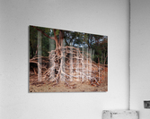 Storm erosion on tree roots at Kee beach Acrylic Print