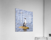 Imperial Cormorant seabird on rock in Punta Arenas Chile Acrylic Print