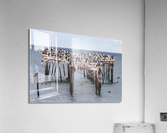 Colony of Imperial Cormorant seabirds in Punta Arenas Chile Acrylic Print