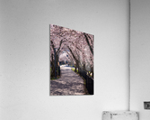 Cherry blossoms over walking trail  by the river in Morgantown W Acrylic Print