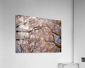 Looking up at Cherry blossoms over walking trail in Morgantown Acrylic Print