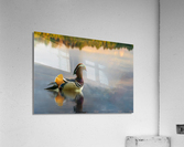 Mandarin duck floats on Ellesmere Mere to a clear reflection of  Acrylic Print